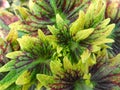 Beautiful coleus plant background with a combination of 3 leaf colors