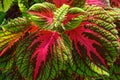 Beautiful Coleus Plant in Early Light