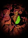 Beautiful Coleus Plant Leaf