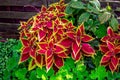 Beautiful coleus plant or Painted Nettle