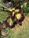 Beautiful Coleus plant