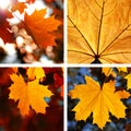 Beautiful collage of autumn Royalty Free Stock Photo