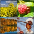 Four seasons collection Royalty Free Stock Photo