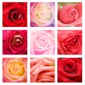 Beautiful collage roses