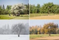 Beautiful collage of 4 seasons different pictures of an apple tree on field, same spot, place. Royalty Free Stock Photo