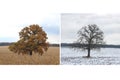 Beautiful collage with tree in autumn and the same tree in winter for calendar Royalty Free Stock Photo