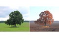 Beautiful collage with tree in summer and in autumn Royalty Free Stock Photo