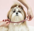 A beautiful collar for a puppy, a man tries on a dog decoration Royalty Free Stock Photo