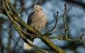 A beautiful Collared Dove, Streptopelia decaocto, perching on a branch of a Horse chestnut tree, Aesculus hippocastanum, in autumn Royalty Free Stock Photo