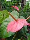 Beautiful collection of Anthurium flowers Royalty Free Stock Photo