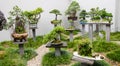 Beautiful Collection of bonsai trees with pots in a garden.