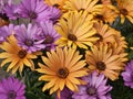 Beautiful collection of Daisy flowers