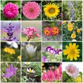 beautiful collection of flowers. Royalty Free Stock Photo