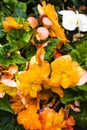 Orange begonias for a poster or background display