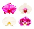 Beautiful collection of orchid flowers isolated on white background Royalty Free Stock Photo