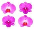 A beautiful collection of orchids flowers isolated on white background Royalty Free Stock Photo