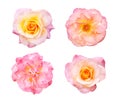 Beautiful collection of roses flowers isolated on white background