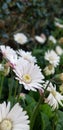 Spring Daisies - Gerbera White with Pink Blush Royalty Free Stock Photo