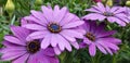 Spring Daisies - Osteospermum Two Tone African Daisies Royalty Free Stock Photo