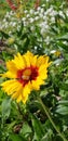 Spring Daisies with Bee - Osteospermum Two Tone African Daisies Royalty Free Stock Photo