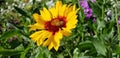 Spring Daisies with Bee - Osteospermum Two Tone African Daisies Royalty Free Stock Photo