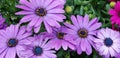 Spring Daisies - Osteospermum Two Tone African Daisies Royalty Free Stock Photo