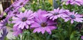 Spring Daisies - Osteospermum Two Tone African Daisies