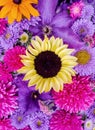 Beautiful collection of sunflower flowers, asters and clematis lilac, pink flowers.
