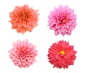 Beautiful collection of Zinnia flowers isolated on white background