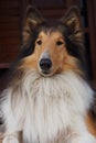 The beautiful Collie dog