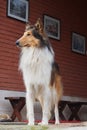 A beautiful Collie dog standing