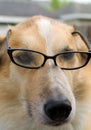 Beautiful Collie Dog Wearing Black Frame Eyeglasses