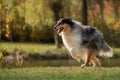 A beautiful collie with long hair out in nature