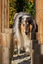 A beautiful collie with long hair out in nature