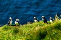 A Colony of Icelandic Puffins Royalty Free Stock Photo