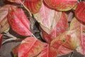 beautiful color of aglaonema leaves
