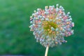 Beautiful Color Allium flower on green background Royalty Free Stock Photo