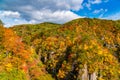 Beautiful color of autumn foliage in the forest of the mountain Royalty Free Stock Photo