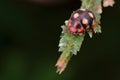 A ladybug-mimicking beetle