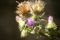 Blooming donkey thistle