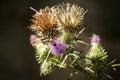 Blooming donkey thistle