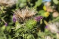Blooming donkey thistle