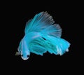 Beautiful color blue turquoise dragon siamese fighting fish in Thailand, betta fish isolated on black background.copy space