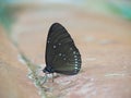 Butterfly on the ground Blurred view of natural background Royalty Free Stock Photo