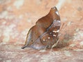 Butterfly on the ground Blurred view of natural background Royalty Free Stock Photo