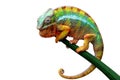 Beautiful color of chameleon panther, chameleon panther on dry leaves, chameleon panther closeup