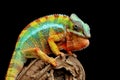 Beautiful color of chameleon panther, chameleon panther on dry leaves, chameleon panther closeup