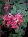 The Beautiful Color of Clerodendrum Splendens