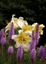 Beautiful Color Combination Yellow White Lilies and Lavender Liatris Royalty Free Stock Photo