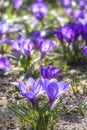 Beautiful color crocuses blooming in spring park in Szczecin Royalty Free Stock Photo
